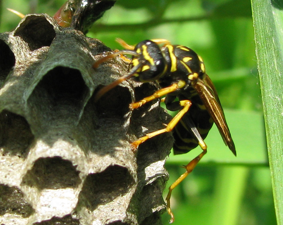 Polistes associus.